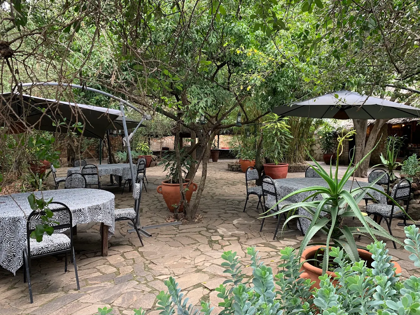 FIG TREE CAMP